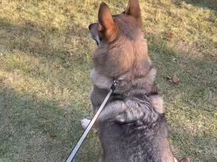 对于偶遇这块气势不能输 猛犬保镖 护卫犬哔哩哔哩bilibili