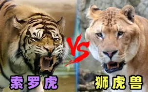 Tải video: 索罗虎vs狮虎兽，如果这两种大猫一对一正面硬刚，谁会笑到最后？