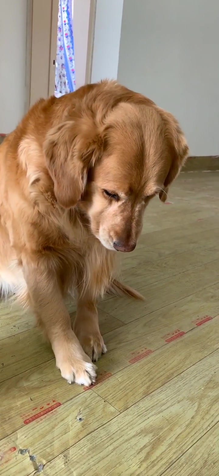 金毛米拉生气了,看它的表情太可爱了,萌萌哒