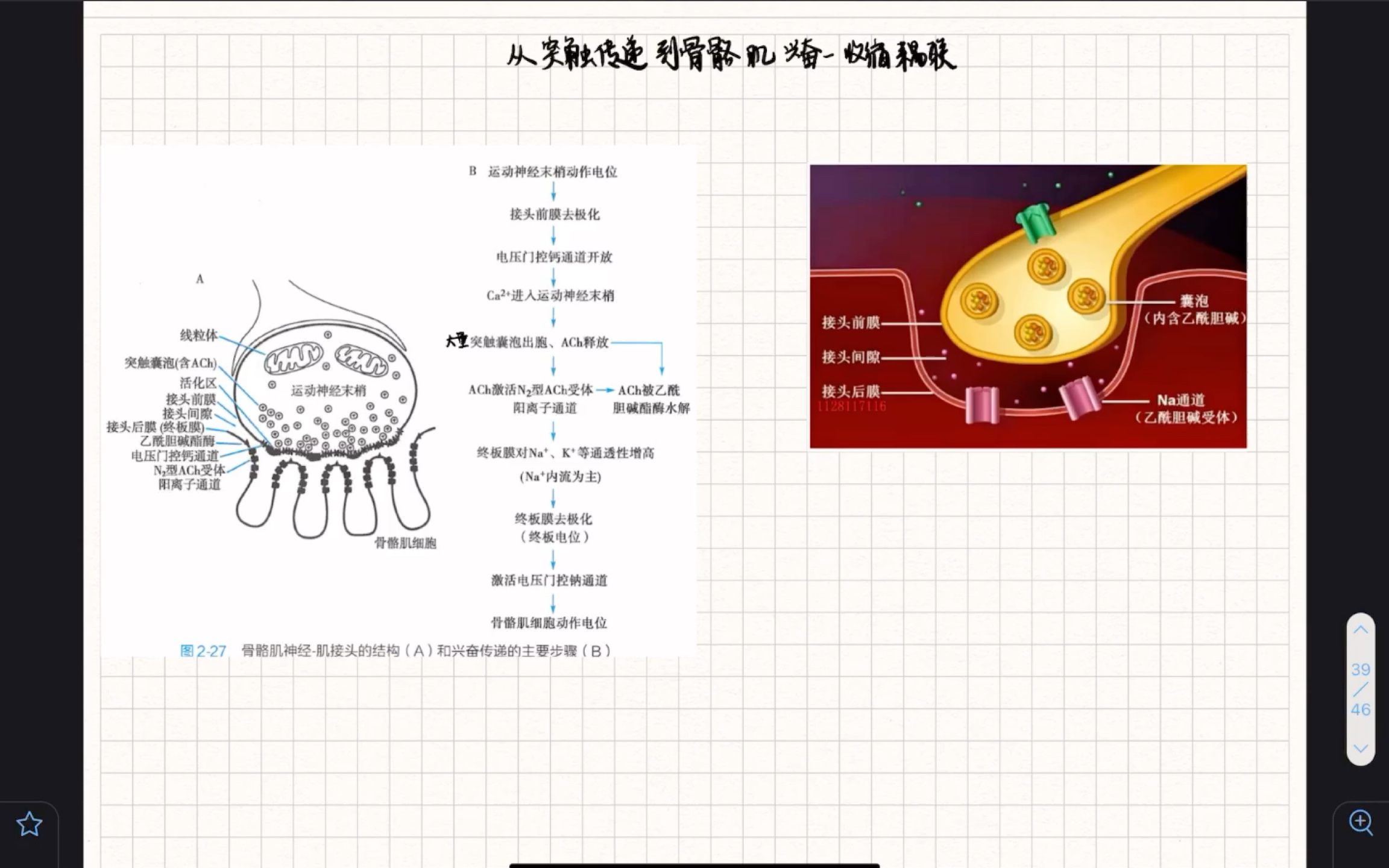 西综生理重点图像讲解系列(二):从突触传递谈到骨骼肌兴奋收缩耦联哔哩哔哩bilibili