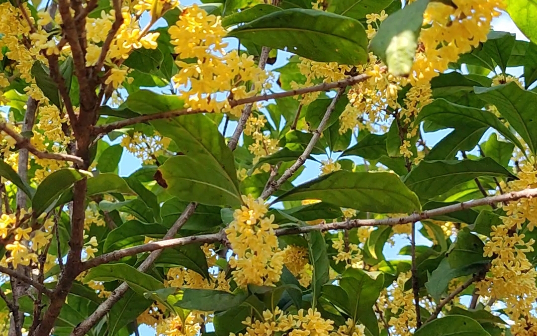 [图]桂花～香漂满园～八月桂花香～泌人心脾