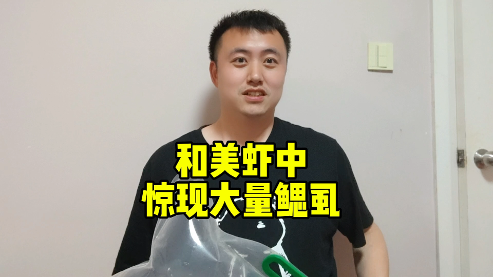 和美虾惊现大量鳃虱