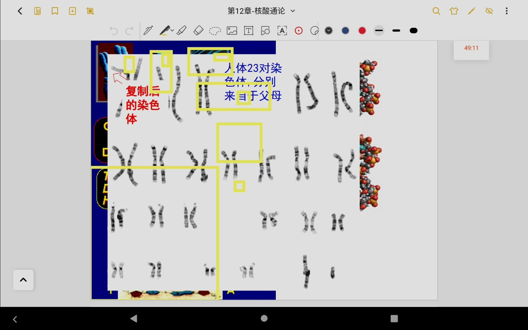 10.25生物化学(1):核酸通论哔哩哔哩bilibili