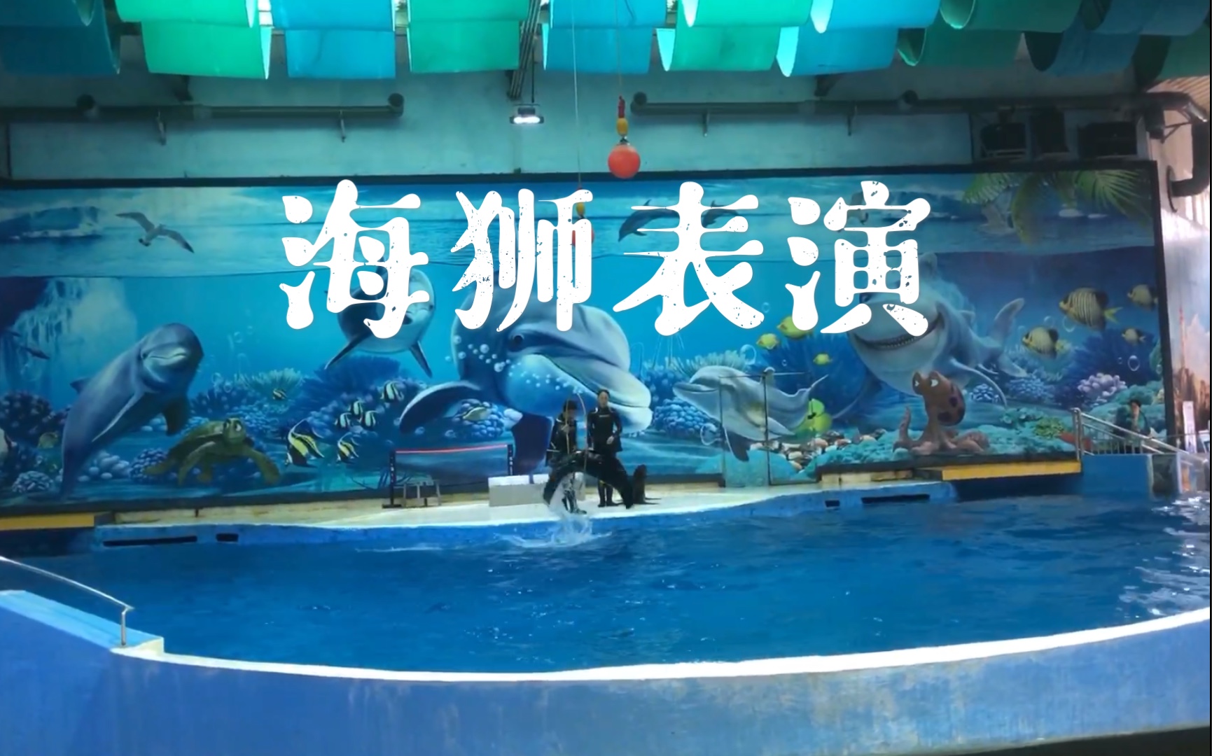 活动作品海洋馆海狮表演