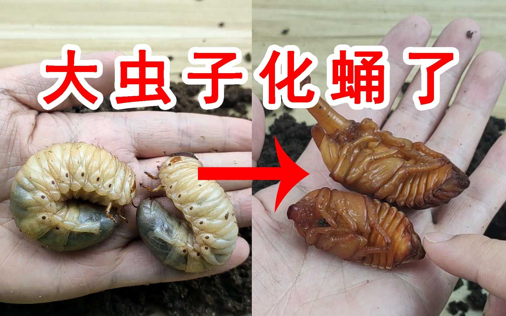 肥嘟嘟的大虫子化蛹了独角仙化蛹