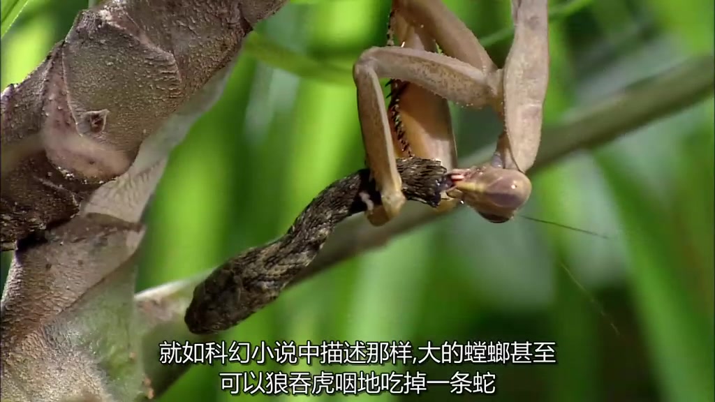探索频道螳螂吃蛇_哔哩哔哩_bilibili