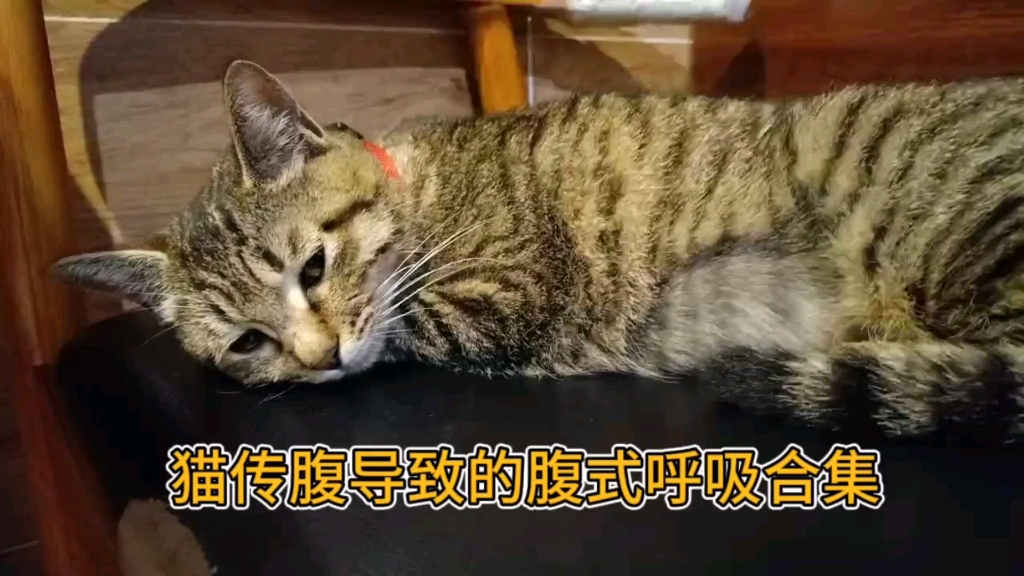 猫传腹导致的呼吸困难腹式呼吸哔哩哔哩bilibili