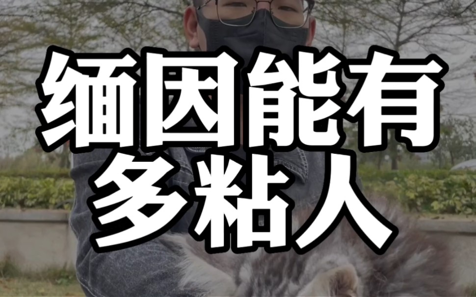 缅因猫能有多粘人?走一步跟一步的猫见过没有?缅因猫品相如何看?这么选就对了哔哩哔哩bilibili