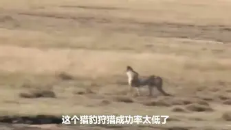 角马独自战斗以保护小角马免受猎豹的折磨-疯狂的野生动物战斗！