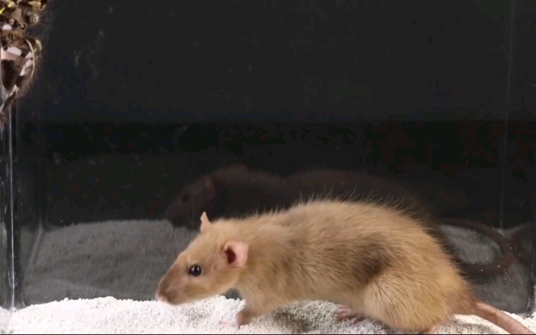 大毒狼蛛vs老鼠的史诗之战