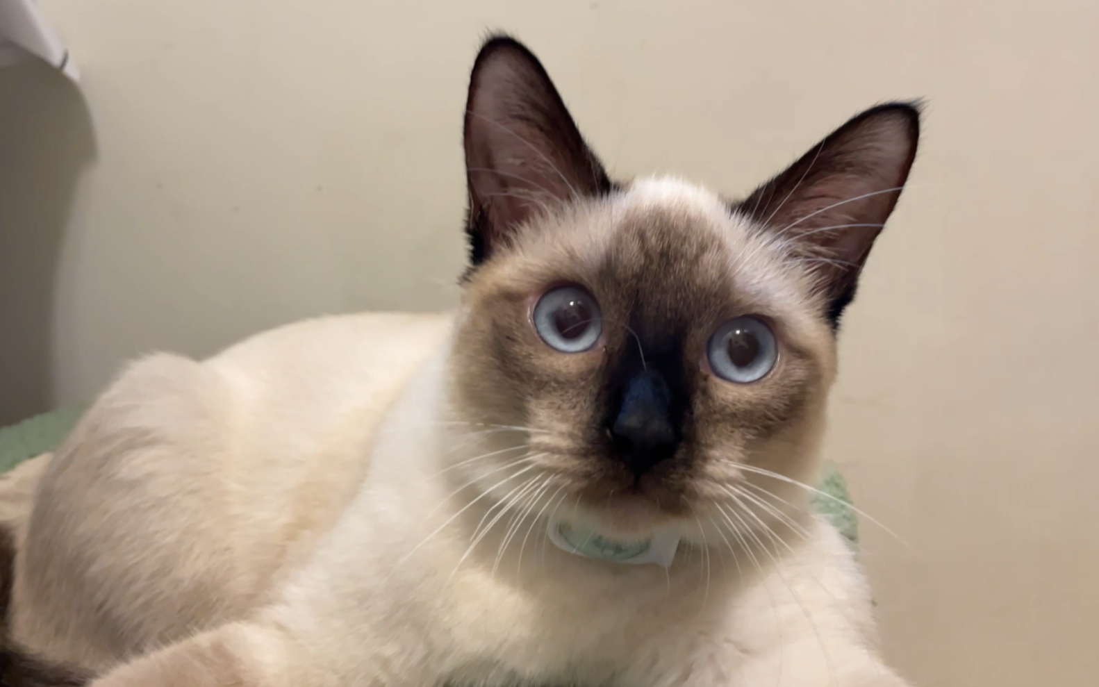 活动  大脸猫暹罗大饼脸