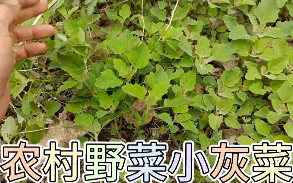 灰菜在农村是杂草,小陈采回家用辣椒油凉拌,杂草也能变成好吃的哔哩哔哩bilibili