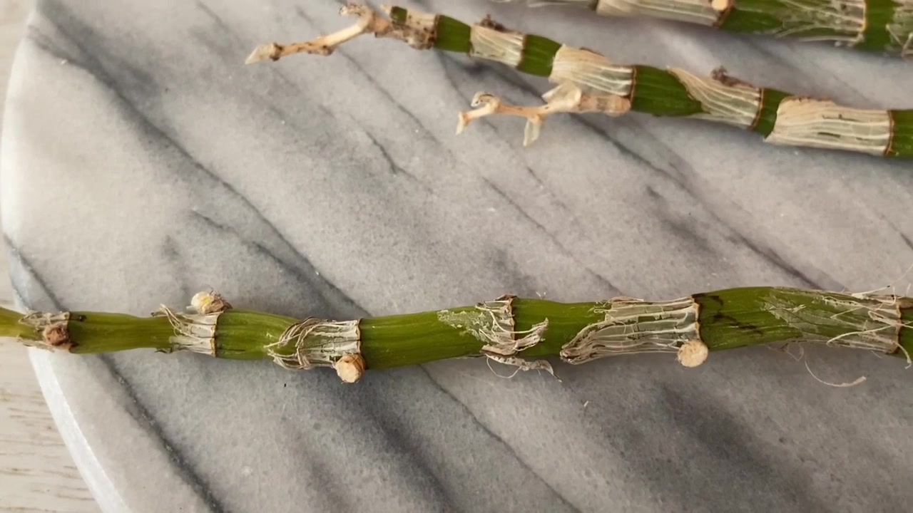 石斛兰又被剪枝扦插繁殖这次换个方法试试