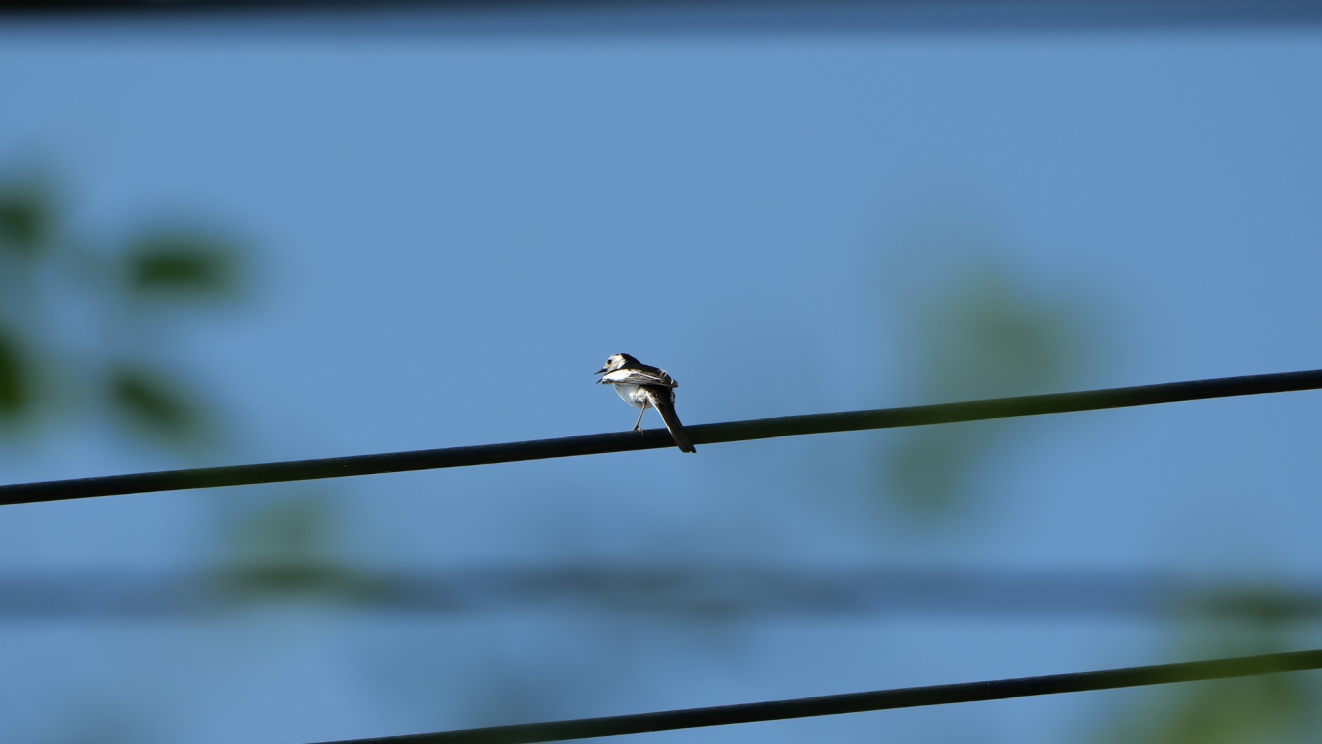 拍拍家门口的麻雀,结果第一次看到了白鹡鸰