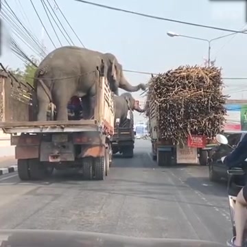 [图]大象不但会席地而坐，而且会偷甘蔗