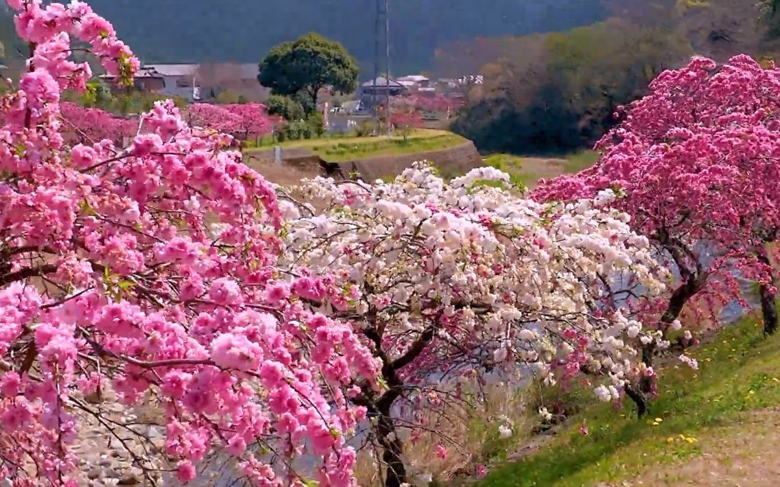 【超清日本】漫步东京德国村+爱知县花桃の里+千叶县佐仓故乡广场 满开的桃花+郁金香 (1080P高清版) 2022.4哔哩哔哩bilibili