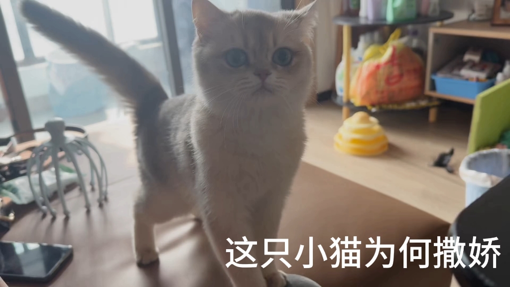 贪吃小猫哔哩哔哩bilibili