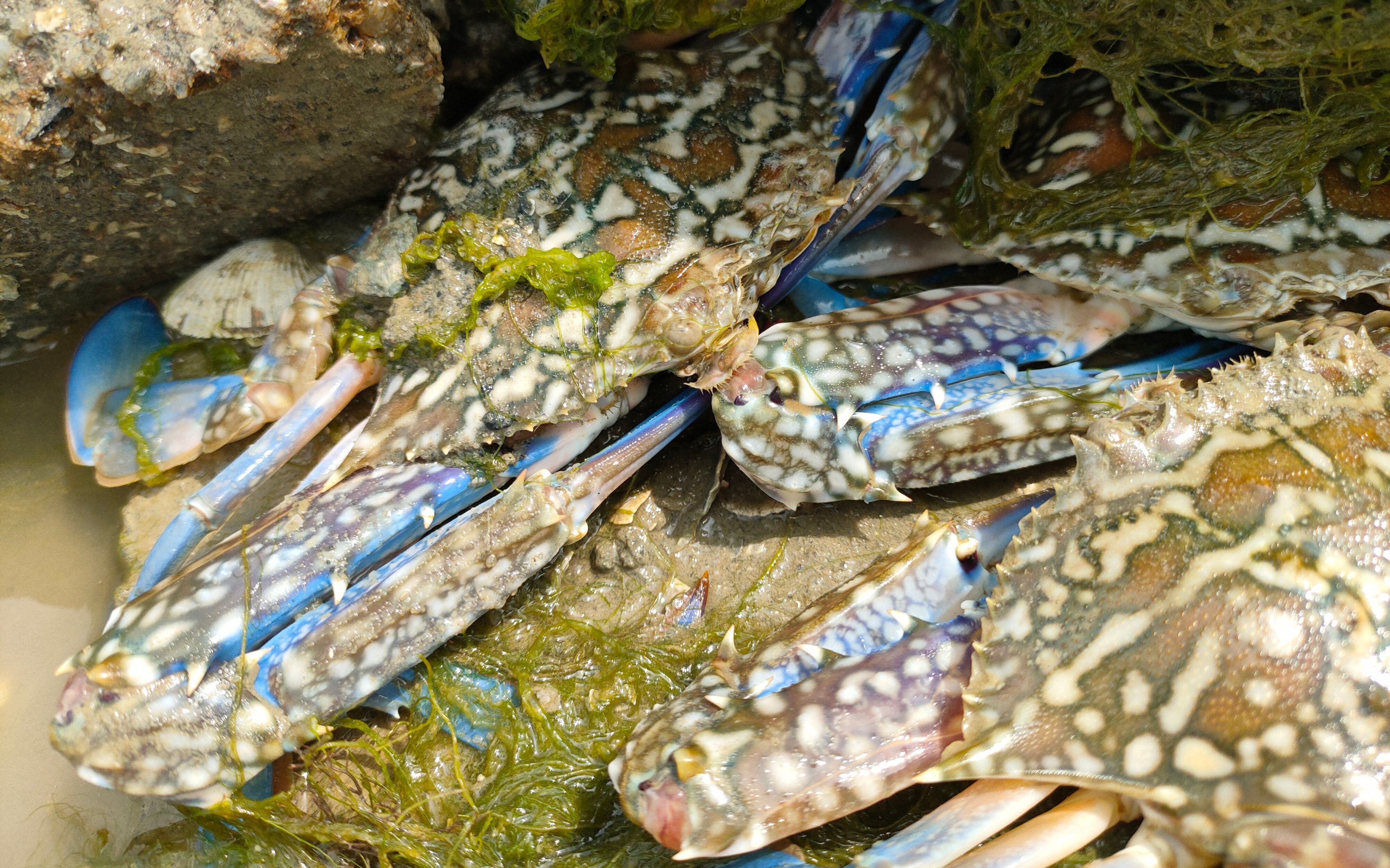 潮水刚退下,蚝桩堆竟然成兰花蟹隐藏天堂,阿富赶海抓到爆桶