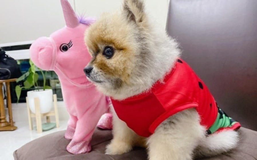 【mew】红衣chopper