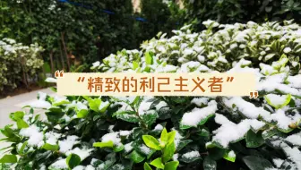 仙师碎碎念第二期 “精致的利己主义者”