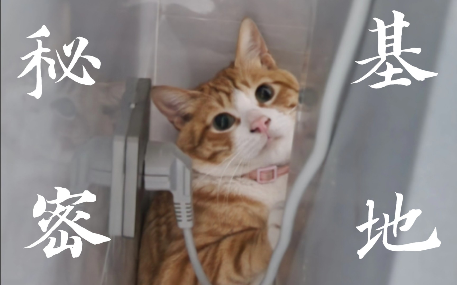 【无尾猫】爱躲冰箱的猫(二)哔哩哔哩bilibili