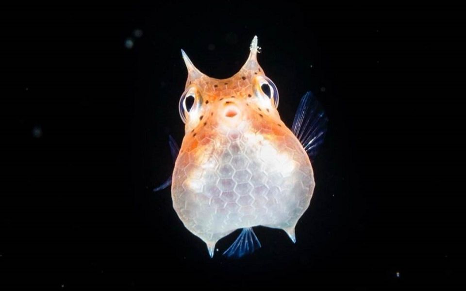 【英音中字/科普纪实/自然科学/网易公开课】超感世界——时间感