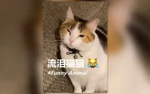 Download Video: 一只被洋葱刺得流眼泪的猫猫 😹