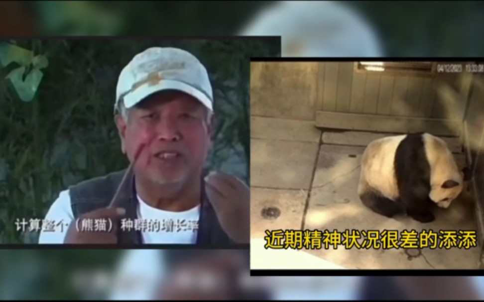 真正熊猫之父潘文石:熊猫天性善长本交,人工干预只会劳命伤财!哔哩哔哩bilibili