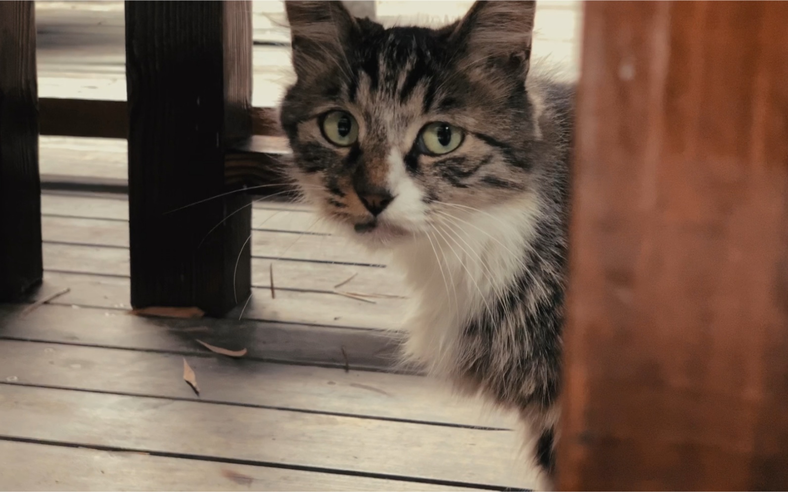 怂猫杜小咪的幸福生活!