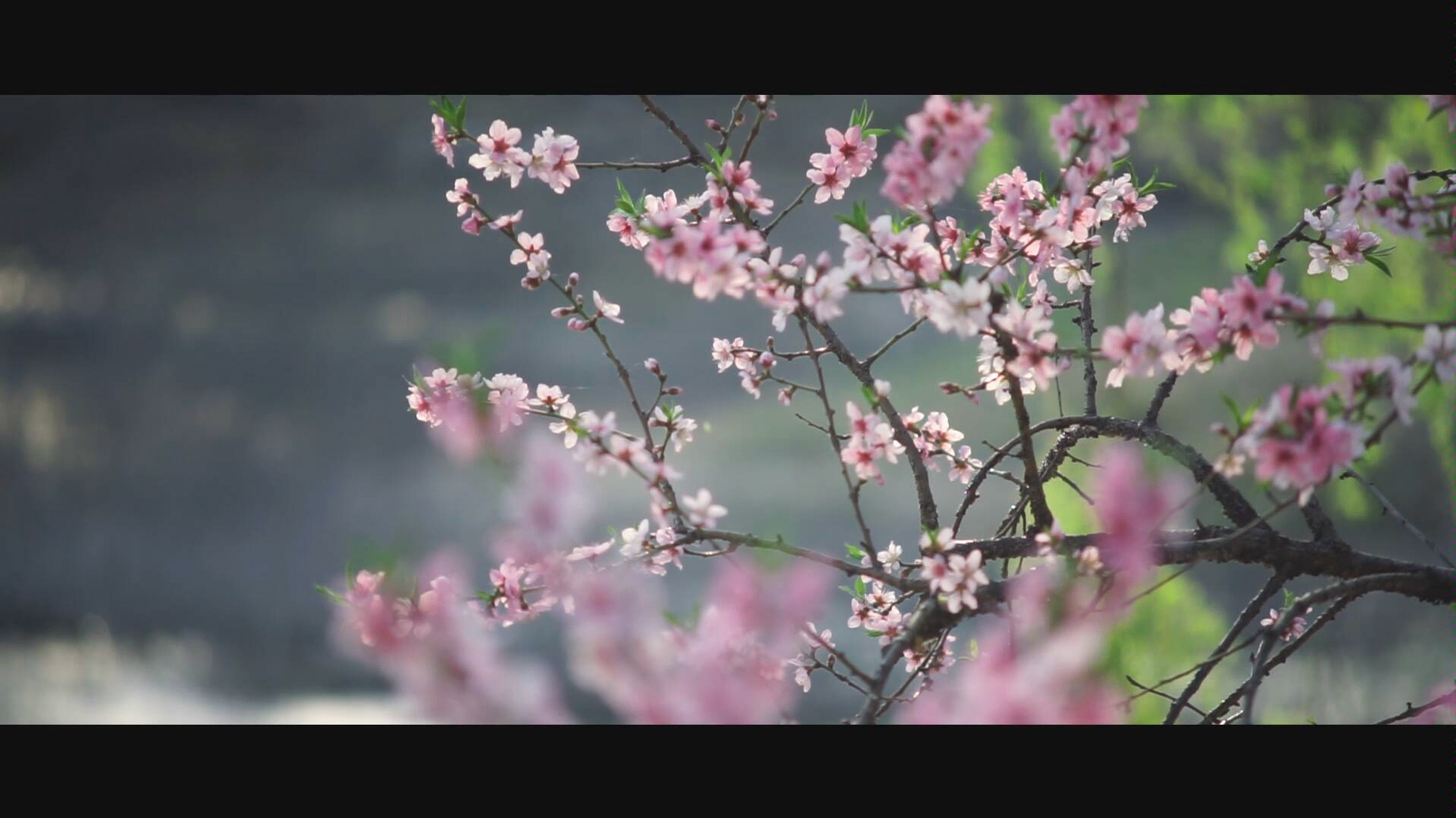 【花开春天】竹外桃花三两枝,春江水暖鸭先知哔哩哔哩bilibili