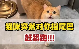 Download Video: 猫突然对你摇尾巴，你要赶紧跑