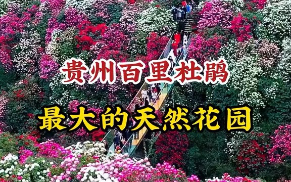 [图]【行业内幕】贵州有一座世界上最大的天然花园，125.8平方公里的杜鹃花开满山！