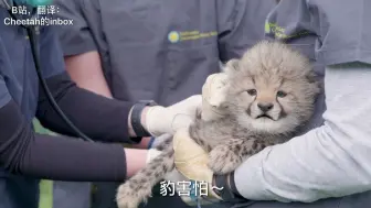 下载视频: 点进来吸豹，可爱小猎豹的第一次体检