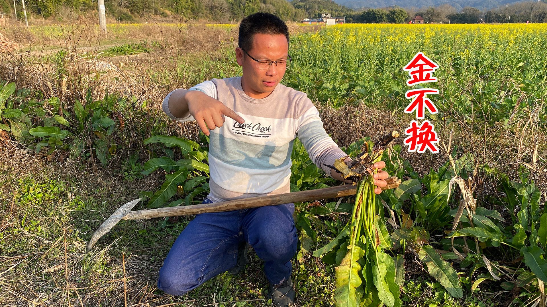 农村田边的这种野菜,被老一辈的人称为“金不换”,很多人不认识哔哩哔哩bilibili