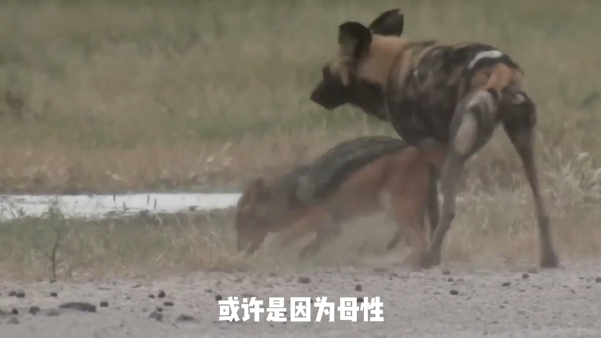 野狗索罗,为了重振族群,竟然愿意与鬣狗交配