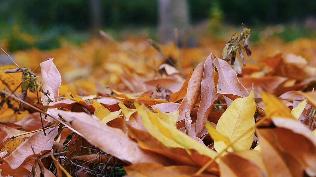 [图]深秋 ，落叶 松下g100 25mm f1.4拍摄