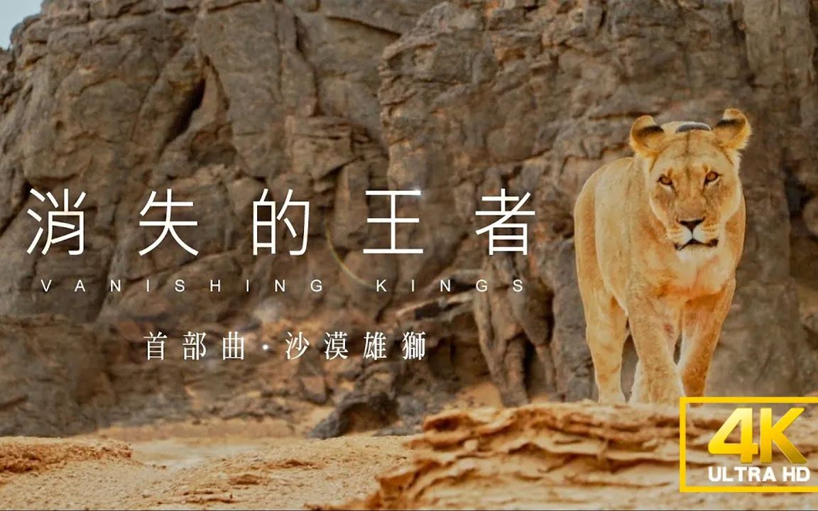 [图]消失的王者 首部曲：沙漠雄狮【聚焦全世界】｜舒梦兰 Vanishing Kings I Lions of the Namib Desert