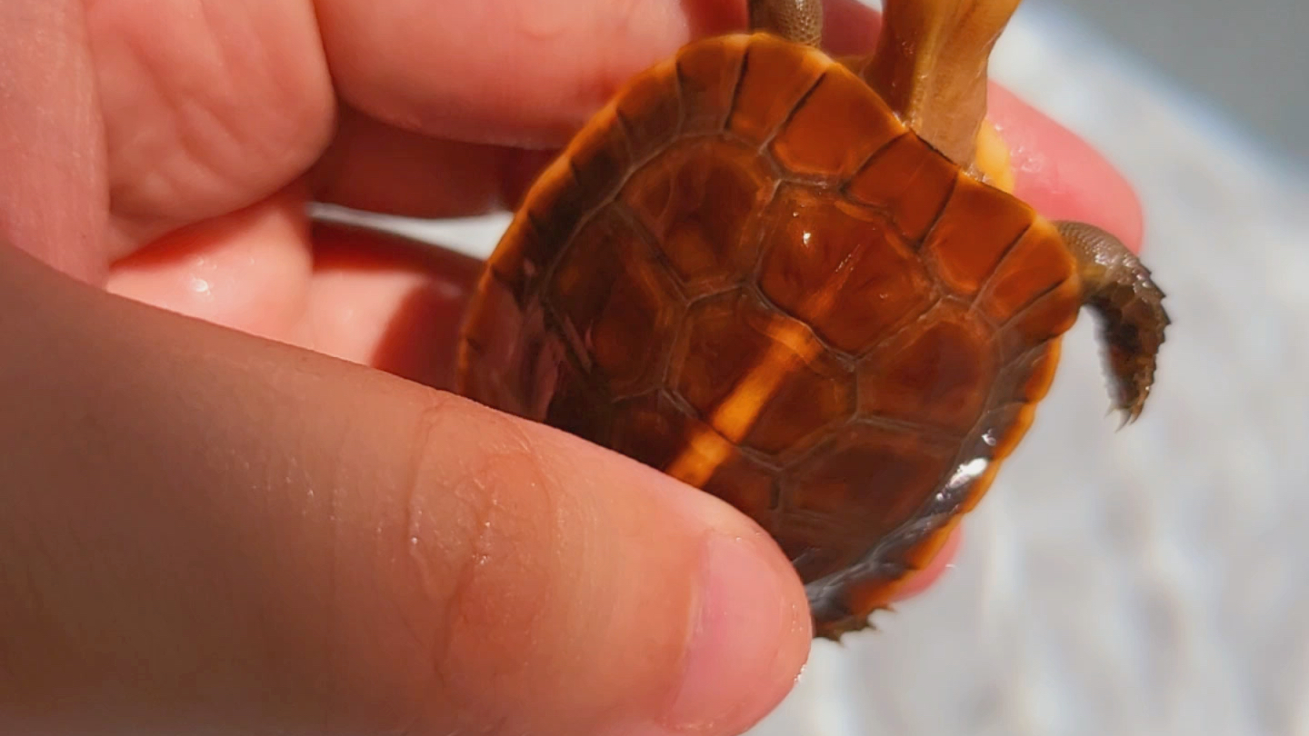 【极致9899 红】五星红旗那么红!旭日东升!大红袍双联原种皖南!