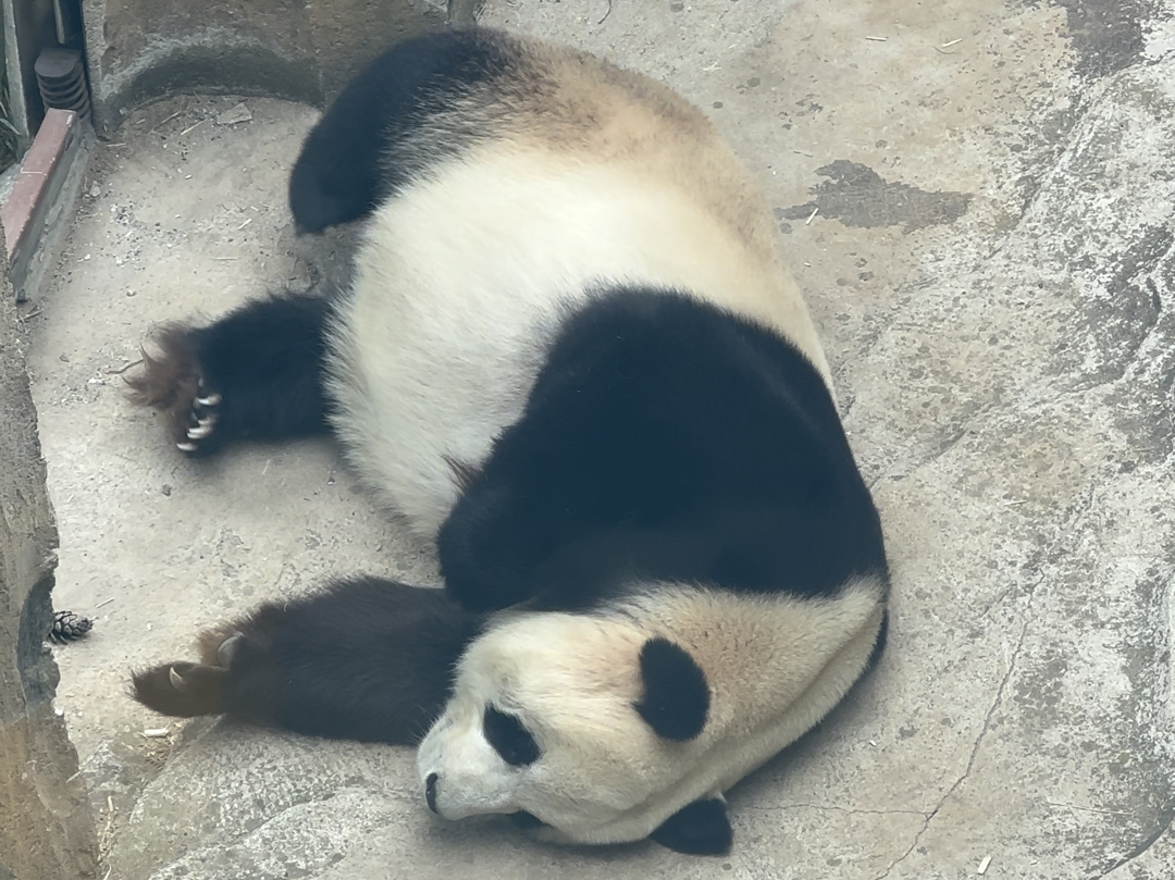 240521-看我冯猫猫圆咕隆咚毛茸茸的肚子.