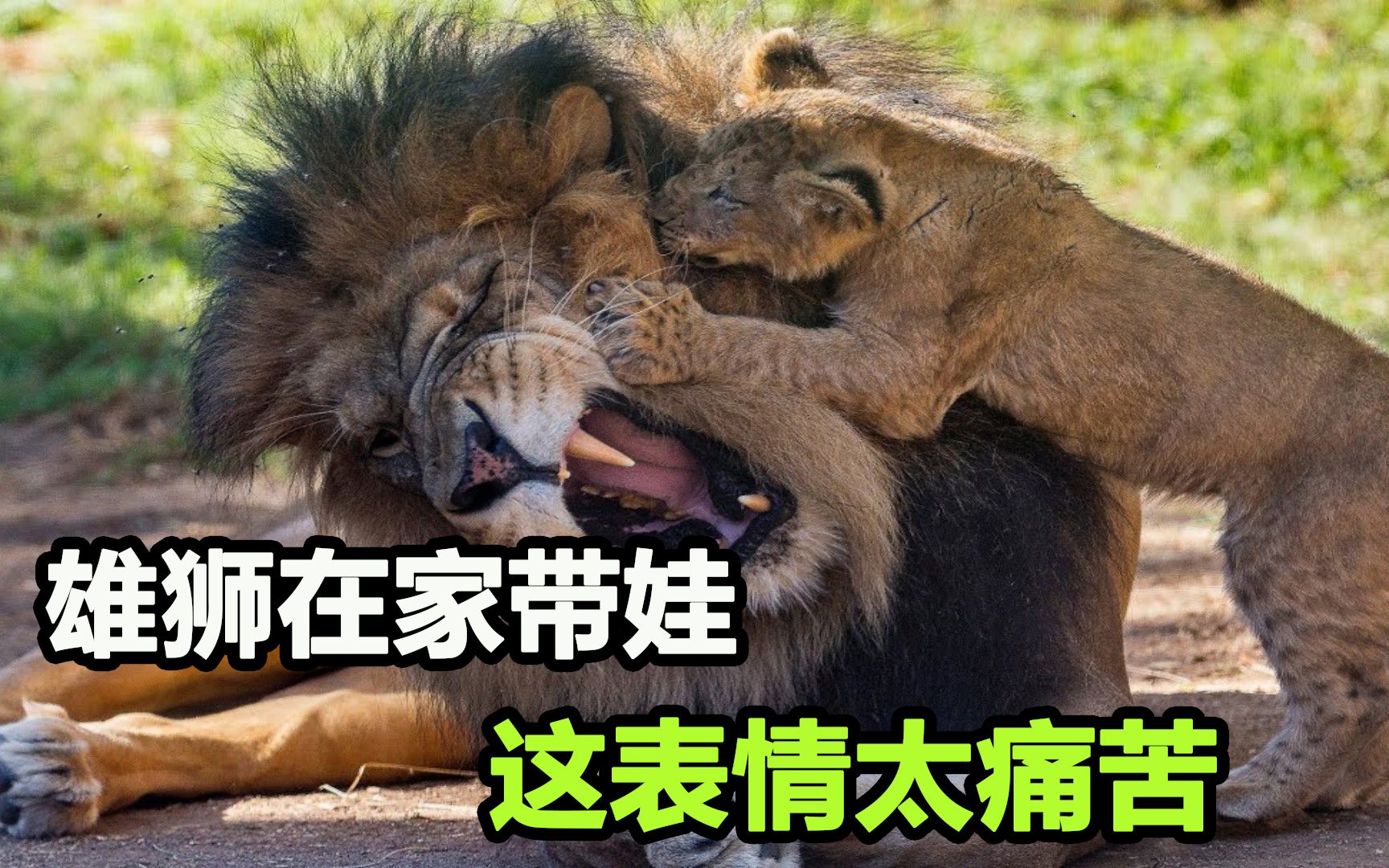 母狮外出捕猎