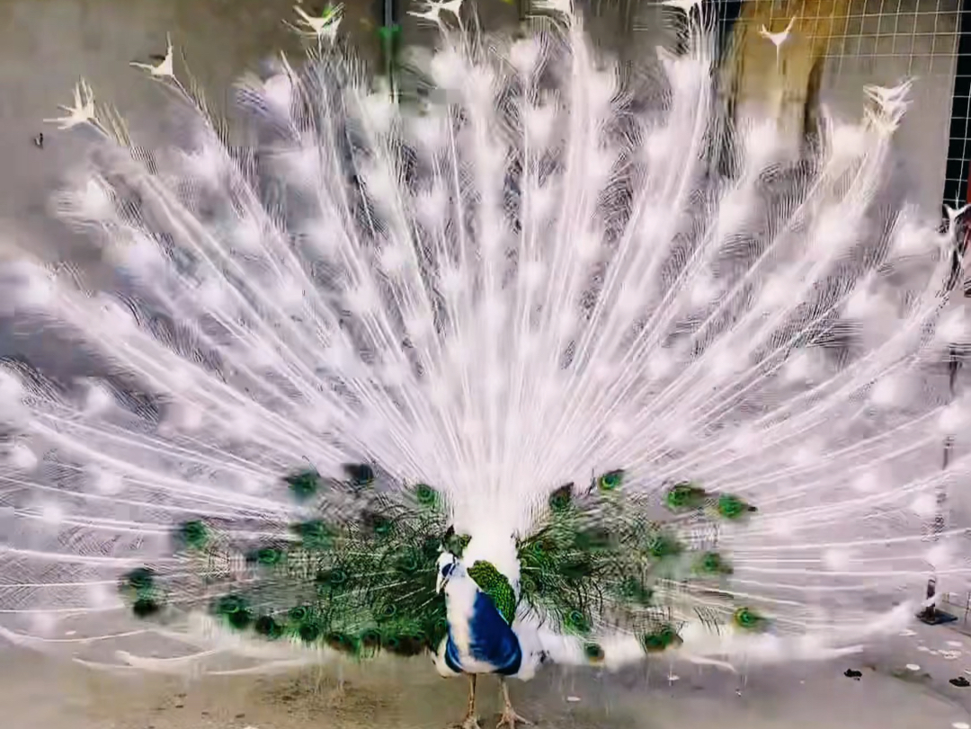 孔雀开屏,见者好运!