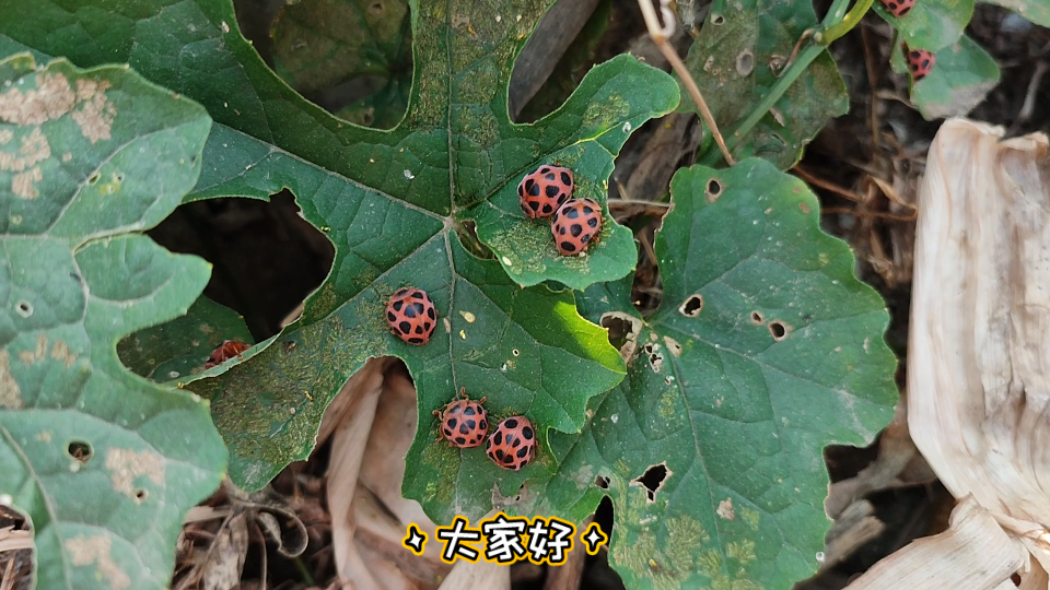 [图]花大姐来产卵过冬咯