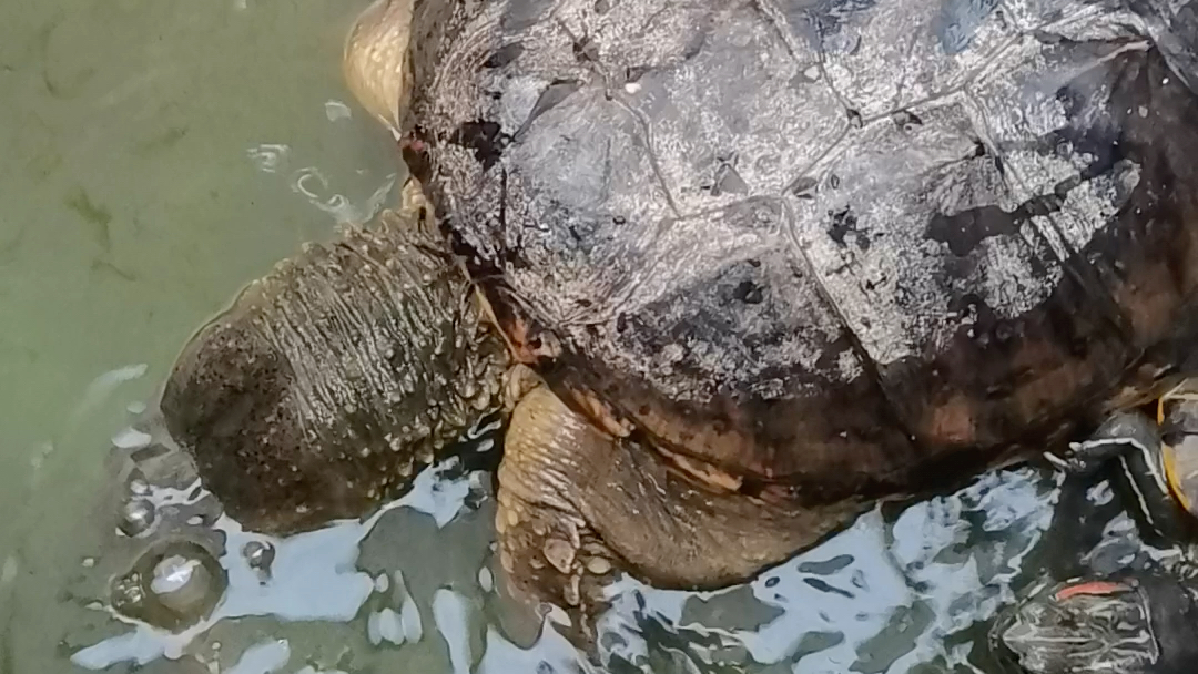 【鳄龟吃鱼】它张嘴的瞬间有点吓人