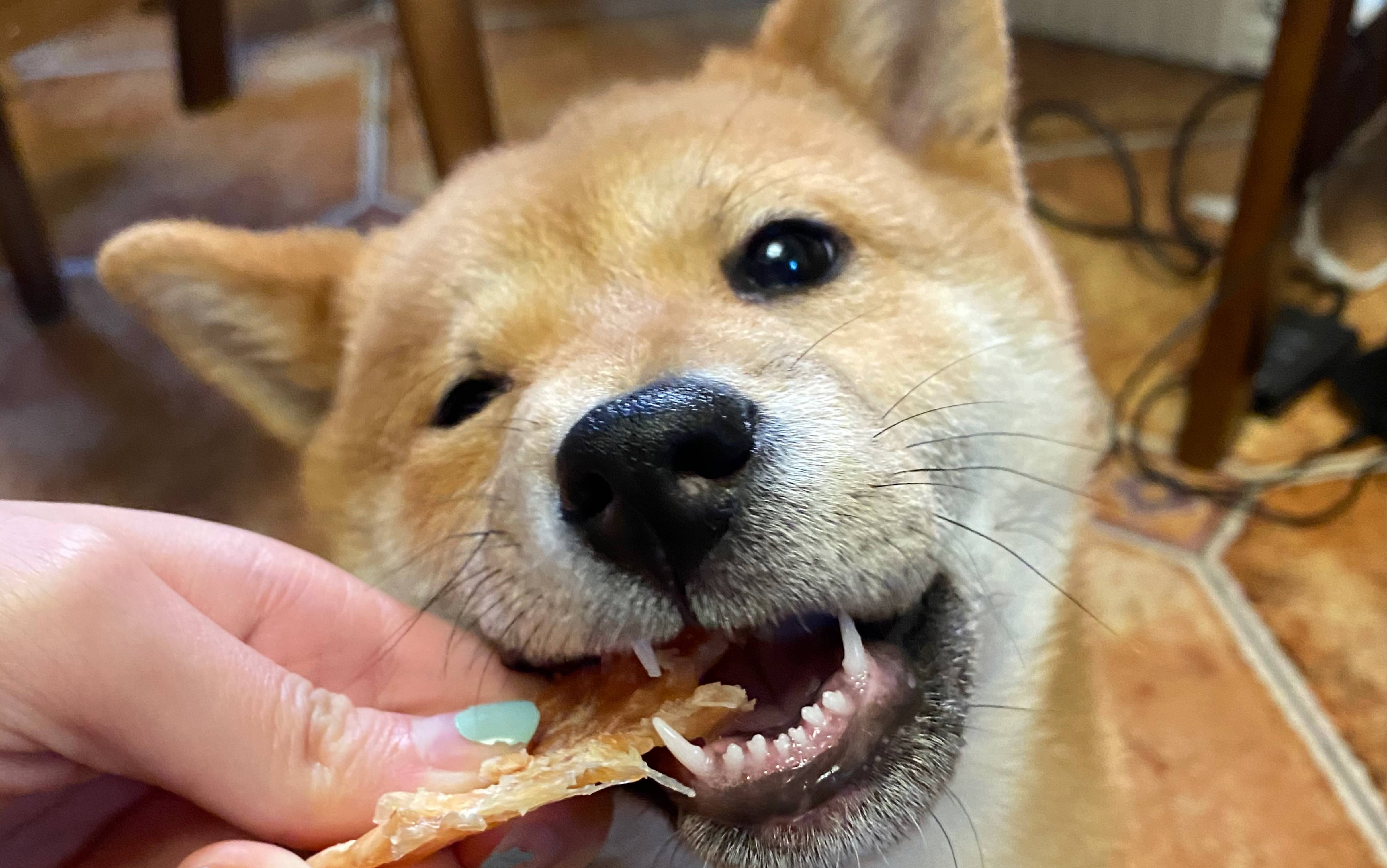 屁格女王,在线吃播!小狗吃菠萝蜜和沃柑