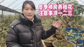 Tải video: 冬季楼房养桂花注意事项一二