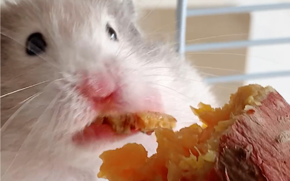 今天鼠子是吃地瓜日!