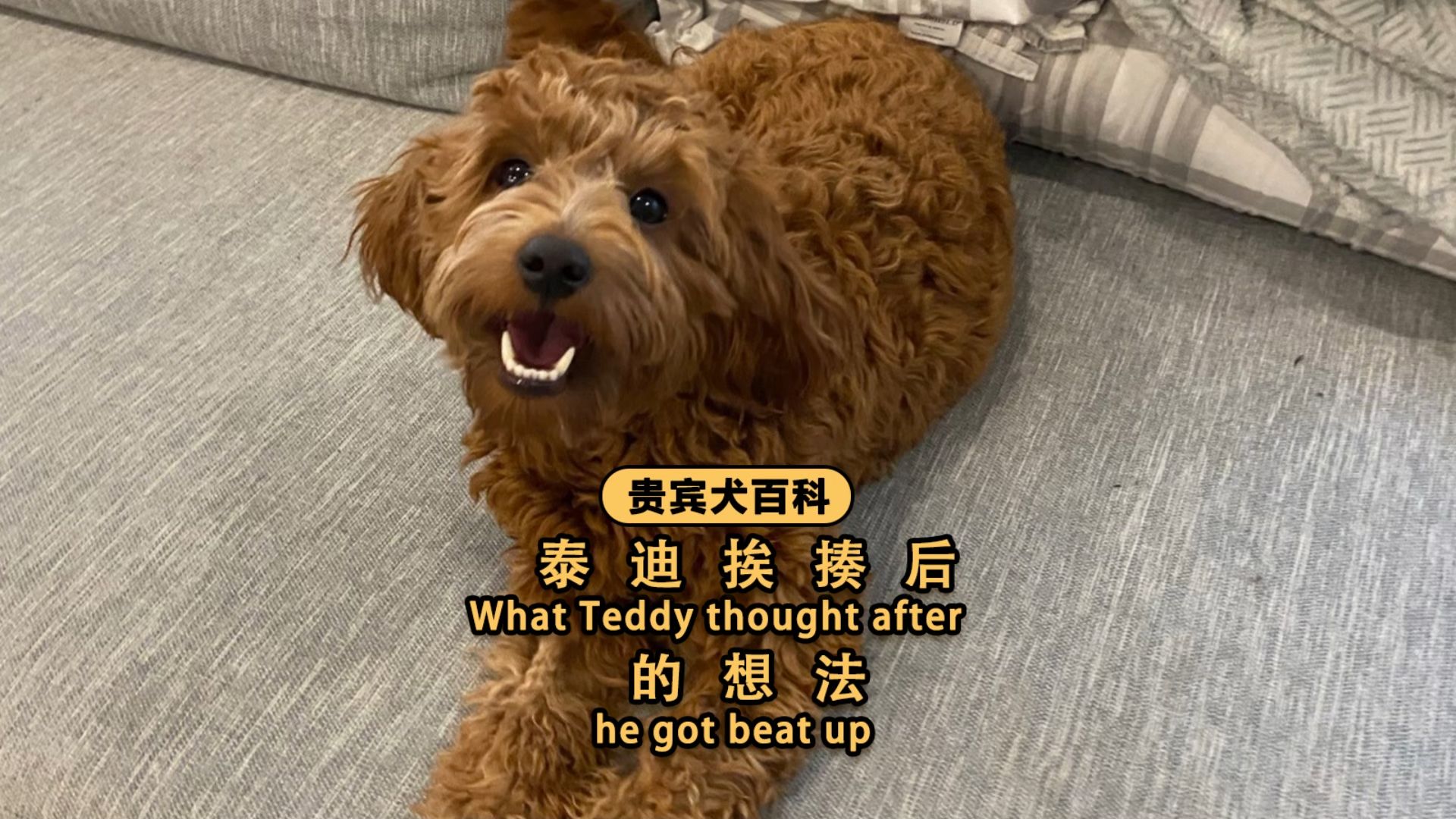 泰迪被揍后会想些什么?狗子:蚌埠住了!