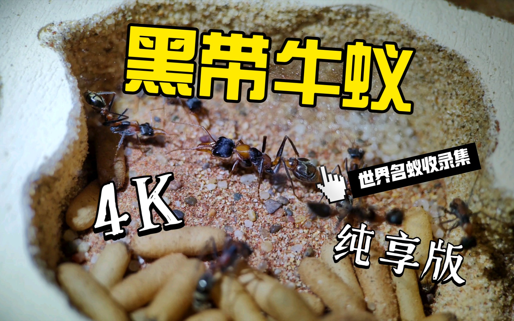 【世界名蚁收录集】黑带牛蚁(Myrmecia nigrocincta)哔哩哔哩bilibili