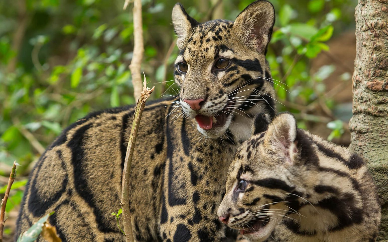 两只云豹幼崽在树上荡秋千