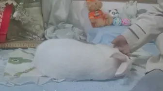 有人愿意接手吗，这个兔兔不让我的手休息下。兔兔手段了得